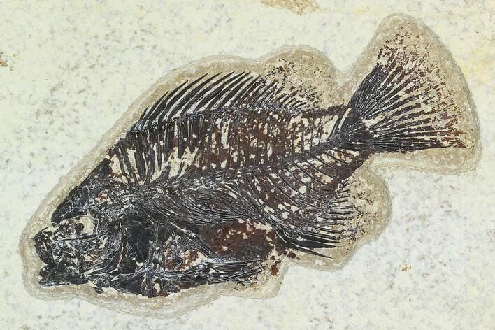 Fossil Fish (Cockerellites) - Green River Formation #129693